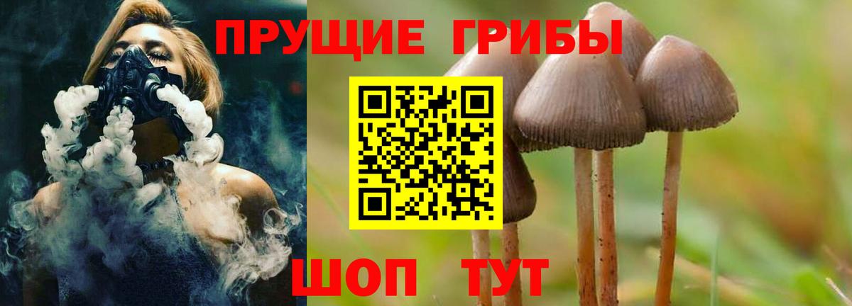 Псилоцибиновые грибы Psilocybe Карачаевск