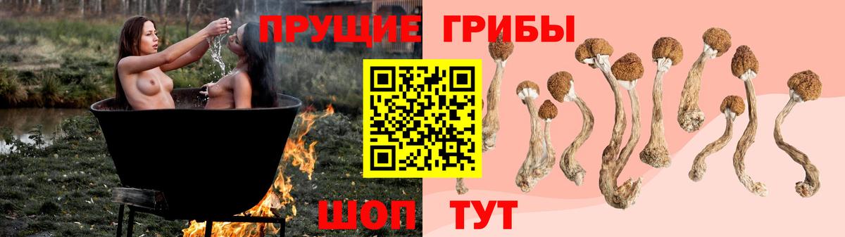 купить наркотик  Псилоцибиновые грибы MAGIC MUSHROOMS  Карачаевск  Вход с VPN  Псилоцибиновые грибы GOLDEN TEACHER 